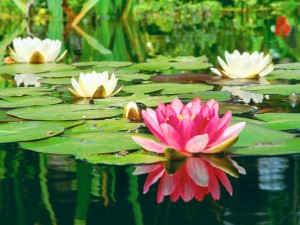 Aquatic Plant
