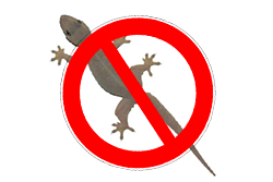 Lizard Control Service