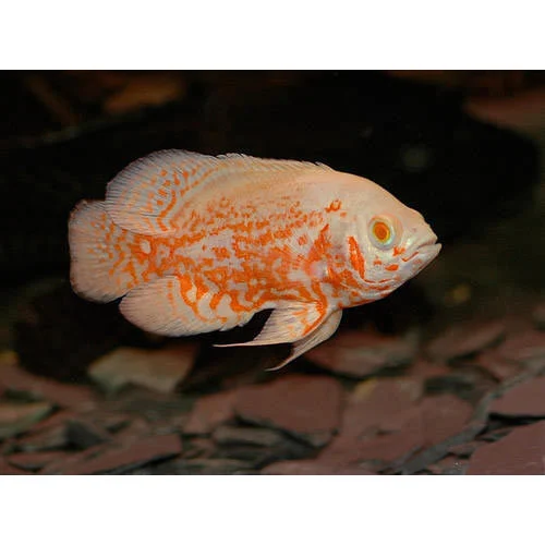 Oscar Fish