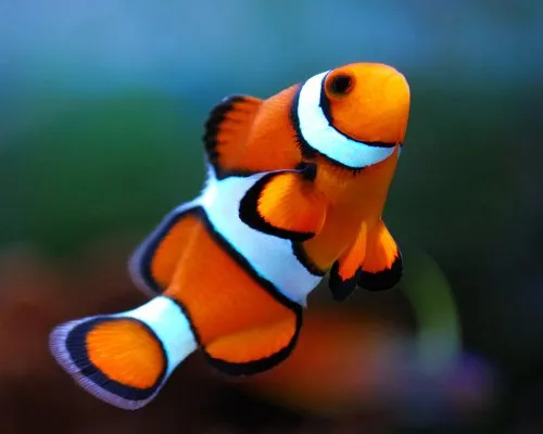 Marine Fishes