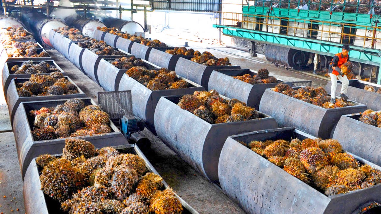 Palm Oil Plant