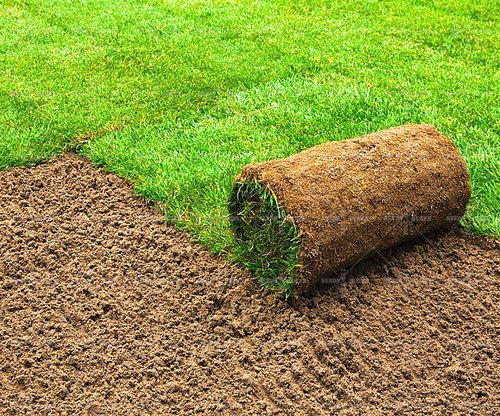 Natural Grass