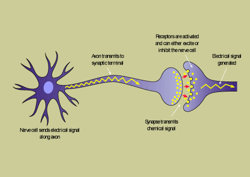 Antiepileptic Drugs