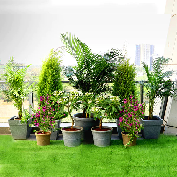 Garden Plant