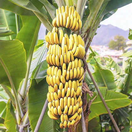 Banana Plants