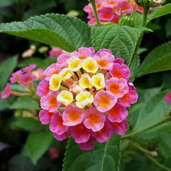 Lantana Camara