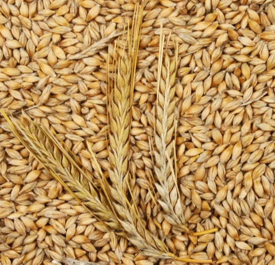 Organic Barley