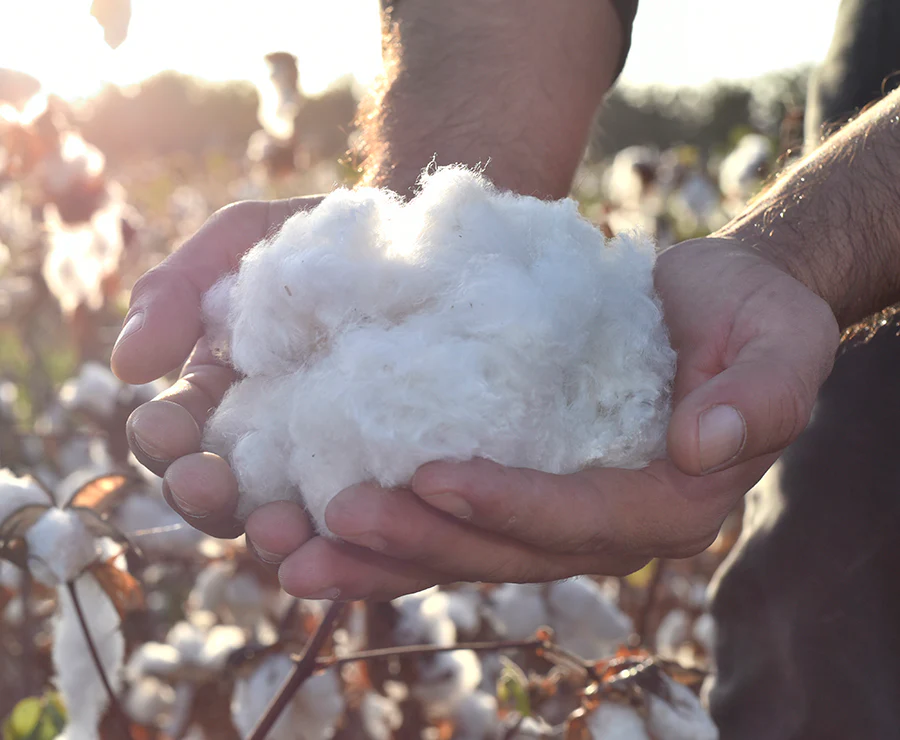 Organic Cotton