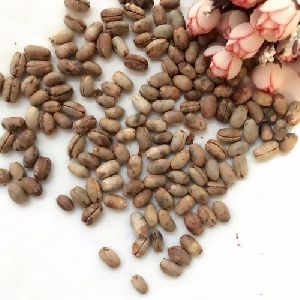 Palm Seeds