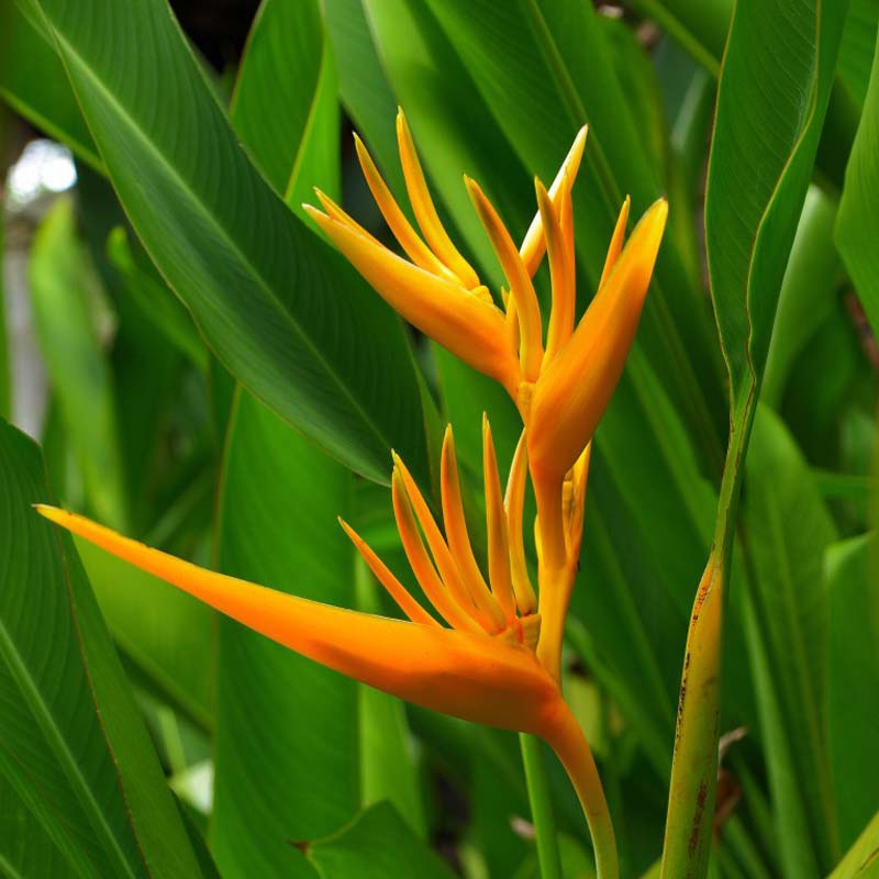 Heliconia Plant