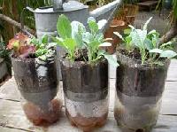 Plant Food