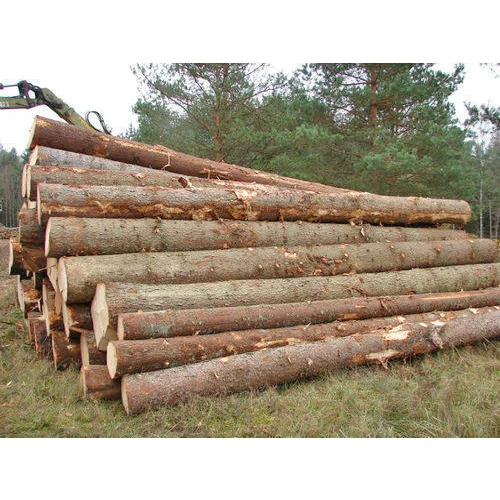 Poplar Wood