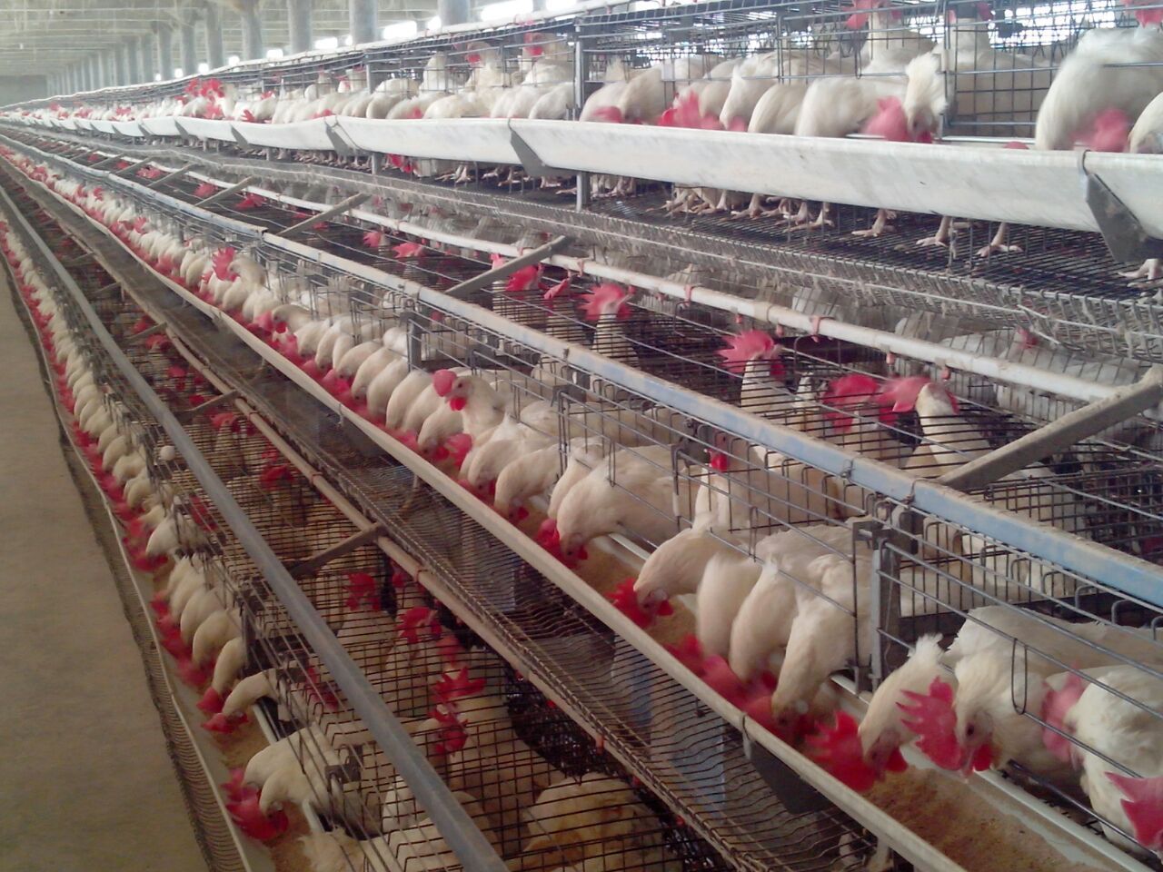 Poultry Cage