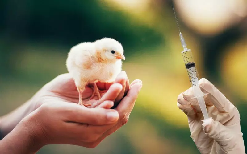 Chicken Vaccines