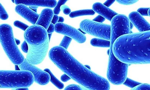 Lactobacillus Acidophilus
