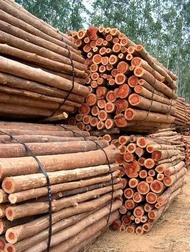 Eucalyptus Log