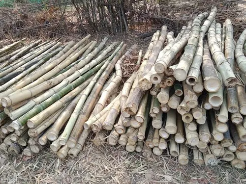 Bamboo Wood