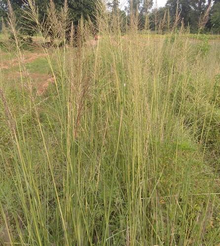 Vetiver Grass