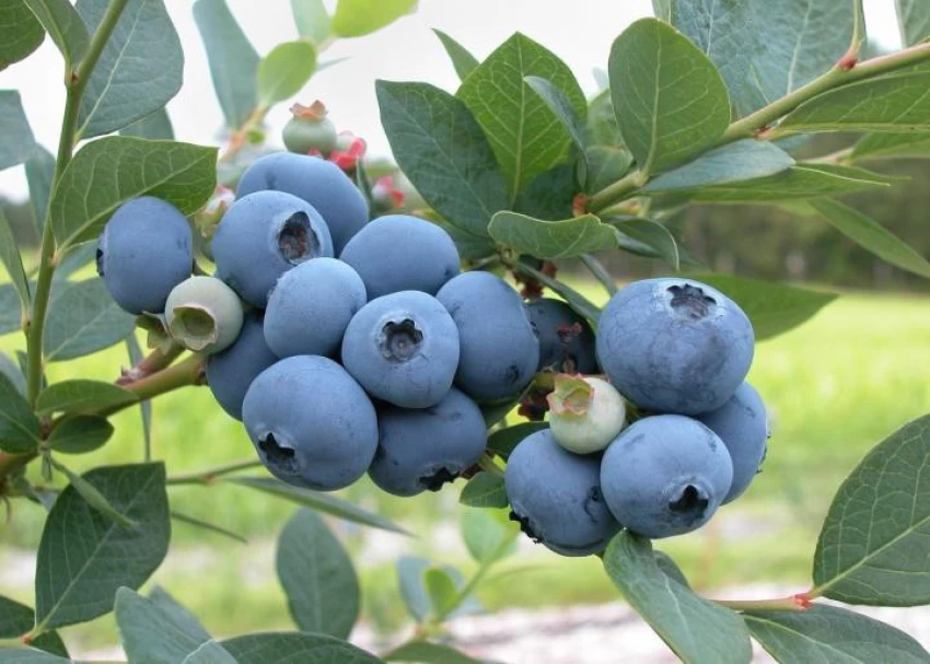 Blueberry