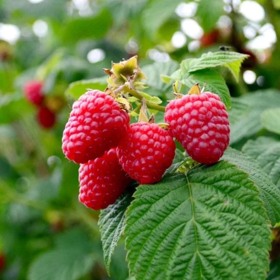 Raspberry