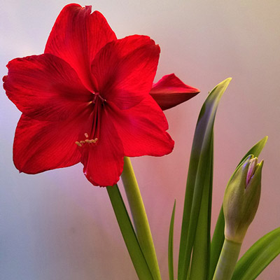 Amaryllis Flowers