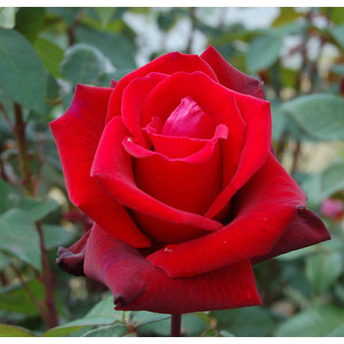 Rose Flower