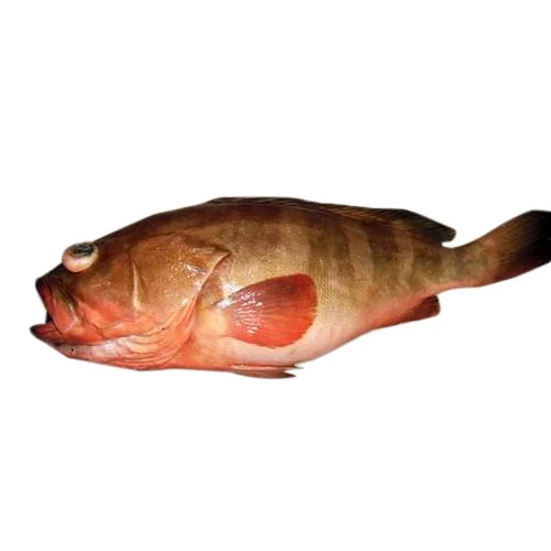Reef Cod Fish