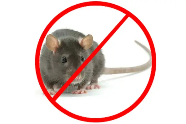 Rodent Control