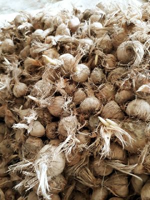 Saffron Bulb