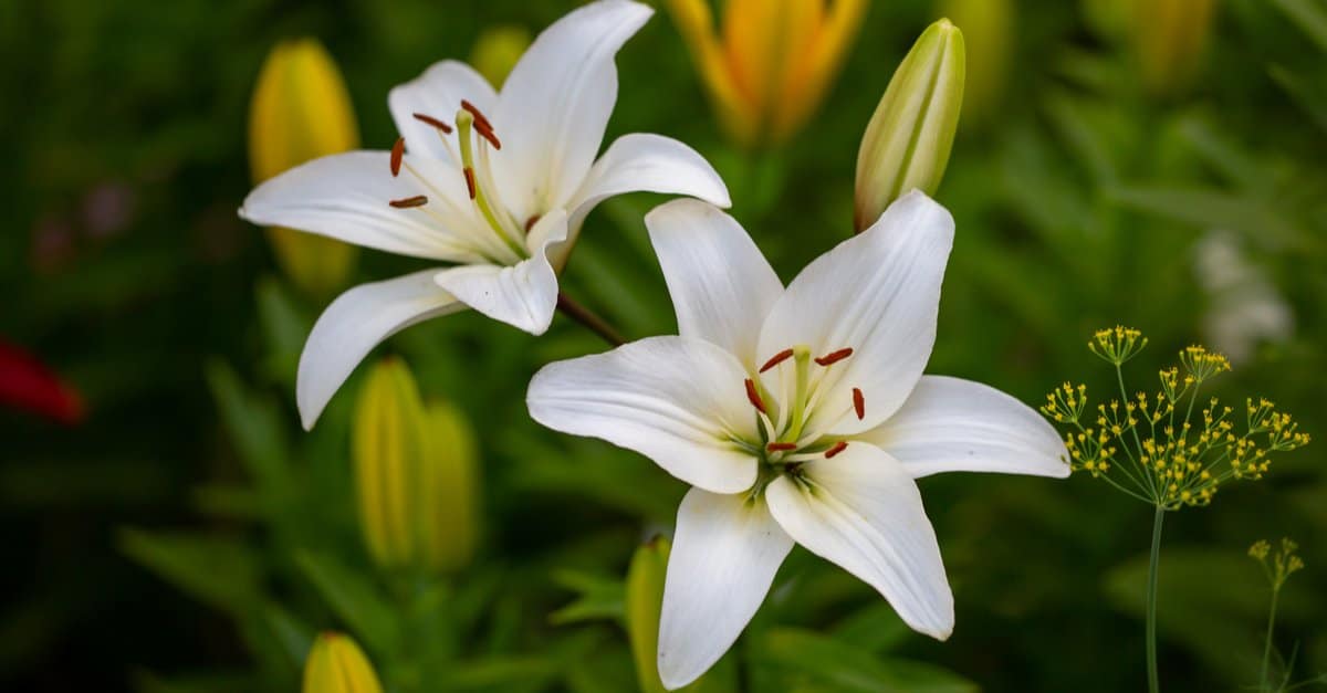 Lily Flower