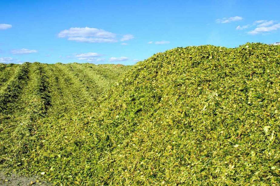 Corn Silage