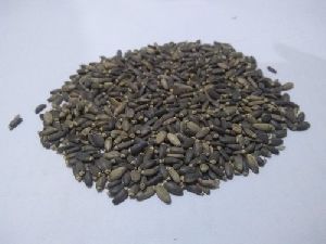 Silybum Marianum Seeds