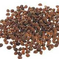 Spinach Seeds