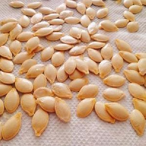 Squash Seed