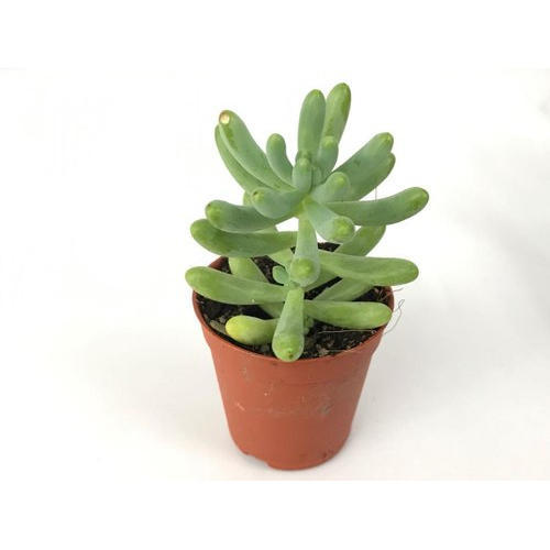Succulent Plant
