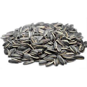 Sunflower Seed