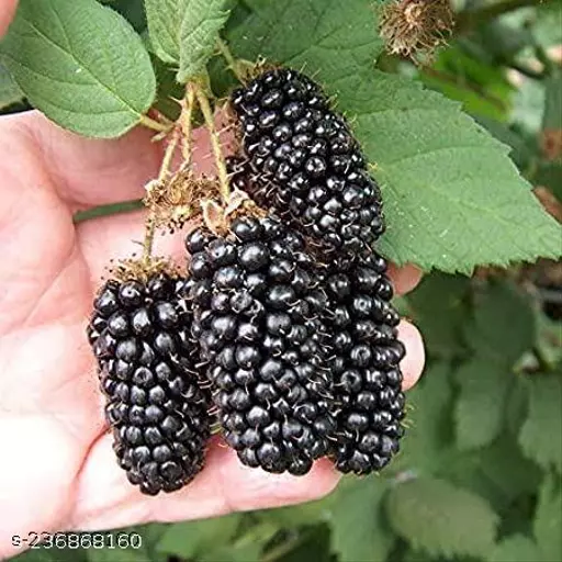 Blackberry Fruit