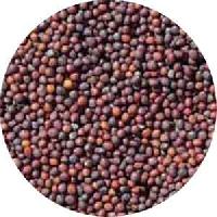 Turnip Seeds