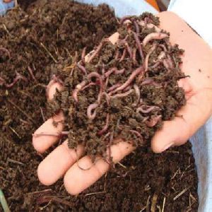 Vermicompost