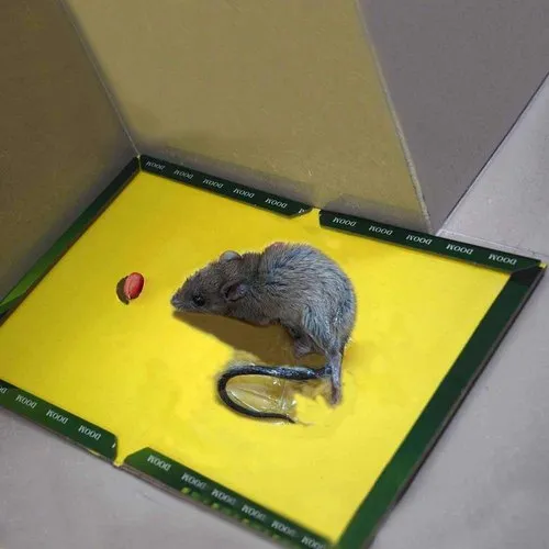Mouse Glue Trap