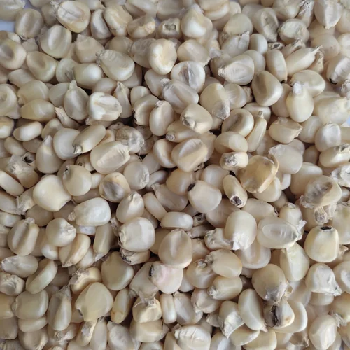 White Maize