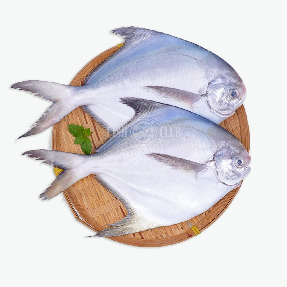 Pomfret Fish