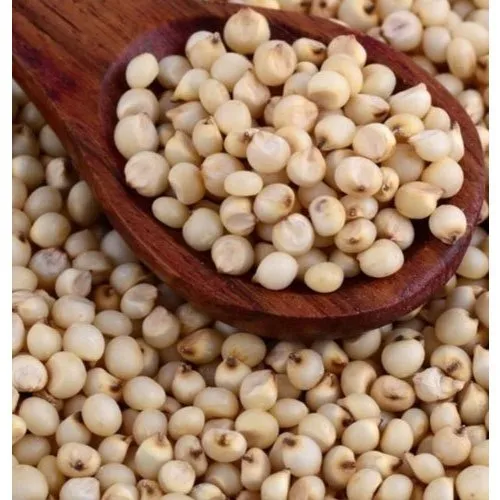 White Sorghum