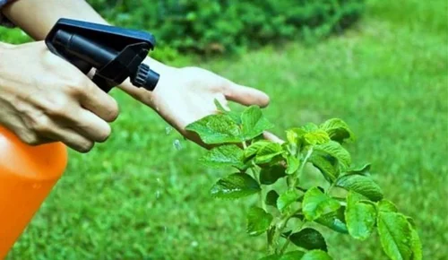 Herbal Pest Control