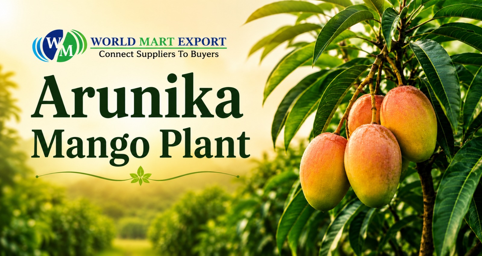 Arunika Mango Plant: The Ultimate Guide to India's Vibrant Hybrid