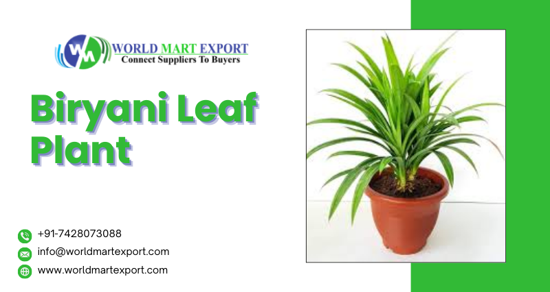 Top 3 Biryani Leaf Plant Exporters in India - World Mart Export