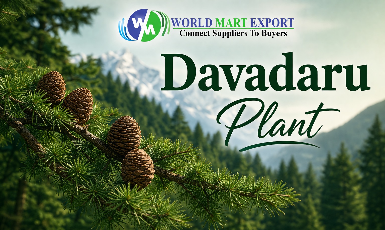 Devadaru Plant (Cedrus Deodara)