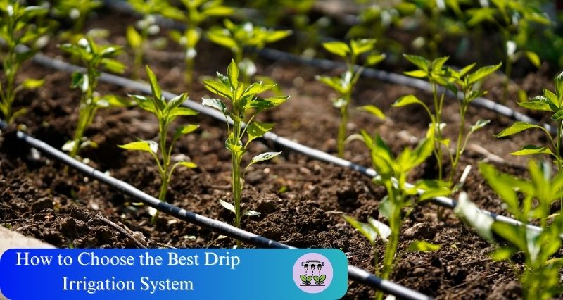 How to Choose the Best Drip Irrigation System Manufacturers in India
