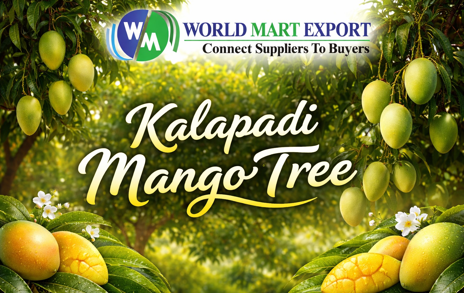Kalapadi Mango Tree: The Ultimate Guide to the Best Dwarf Mango for Home Gardens