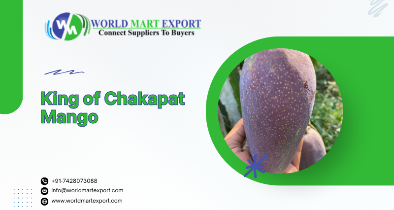 Exporters of King of Chakapat Mango in India